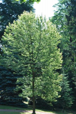 Acer saccharinum - javor stříbrný - letní habitus (53)
